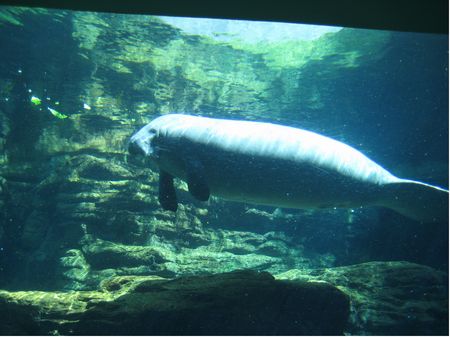 Manatees: The Last Generation? photo, from ThemeParkInsider.com